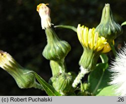 Sonchus oleraceus (mlecz zwyczajny)