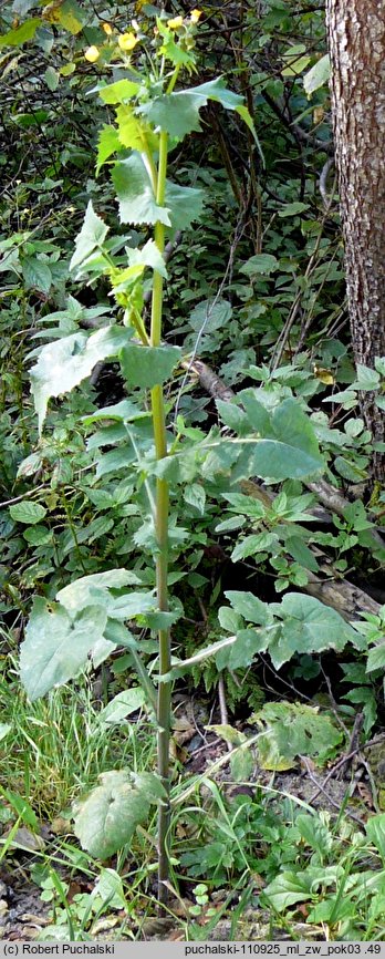 Sonchus oleraceus (mlecz zwyczajny)