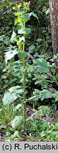 Sonchus oleraceus (mlecz zwyczajny)