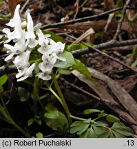 Corydalis solida (kokorycz pełna)