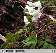 Corydalis solida (kokorycz pełna)