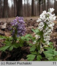 Corydalis solida (kokorycz pełna)