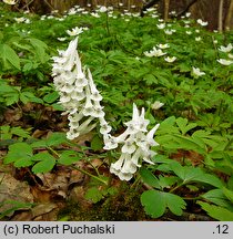 Corydalis solida (kokorycz pełna)