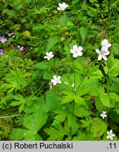 Geranium sylvaticum (bodziszek leśny)