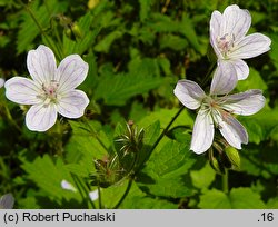 Geranium sylvaticum (bodziszek leśny)