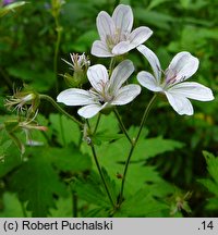 Geranium sylvaticum (bodziszek leśny)