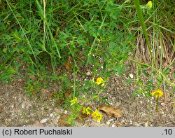 Medicago falcata (lucerna sierpowata)