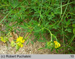 Medicago falcata (lucerna sierpowata)