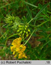 Medicago falcata (lucerna sierpowata)