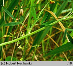 Medicago falcata (lucerna sierpowata)