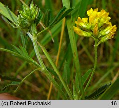 Medicago falcata (lucerna sierpowata)