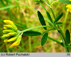 Medicago falcata (lucerna sierpowata)