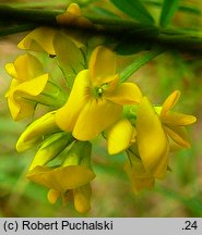 Medicago falcata (lucerna sierpowata)