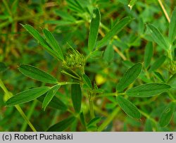 Medicago falcata (lucerna sierpowata)