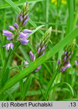 Polygala comosa (krzyżownica czubata)