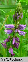 Polygala comosa (krzyżownica czubata)