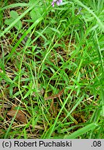 Polygala comosa (krzyżownica czubata)