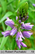 Polygala comosa (krzyżownica czubata)