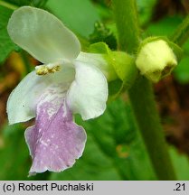 Melittis melissophyllum (miodownik melisowaty)