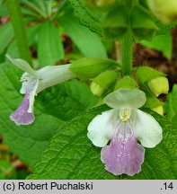 Melittis melissophyllum (miodownik melisowaty)