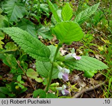 Melittis melissophyllum (miodownik melisowaty)