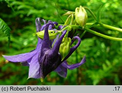 Aquilegia vulgaris (orlik pospolity)