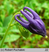 Aquilegia vulgaris (orlik pospolity)