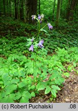 Aquilegia vulgaris (orlik pospolity)