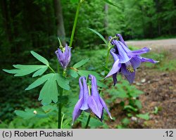 Aquilegia vulgaris (orlik pospolity)