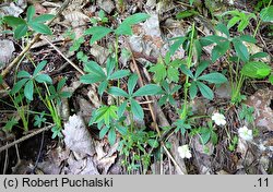 Potentilla alba (pięciornik biały)