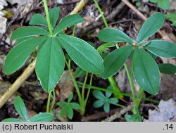 Potentilla alba (pięciornik biały)