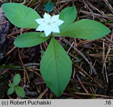 Trientalis europaea (siódmaczek leśny)