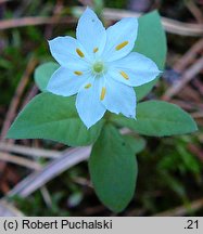 Trientalis europaea (siódmaczek leśny)