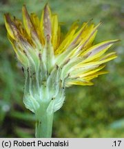 Hypochoeris radicata