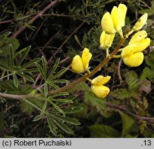 Lupinus arboreus (łubin krzewiasty)