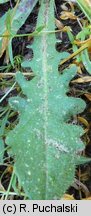 Hypochaeris radicata (prosienicznik szorstki)