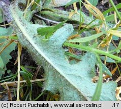 Hypochaeris radicata (prosienicznik szorstki)