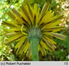 Hypochaeris radicata (prosienicznik szorstki)