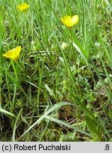 Ranunculus bulbosus (jaskier bulwkowy)