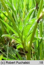 Ranunculus bulbosus (jaskier bulwkowy)