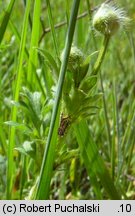 Ranunculus bulbosus (jaskier bulwkowy)