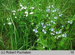 Veronica chamaedrys s.str. (przetacznik ożankowy s.str.)