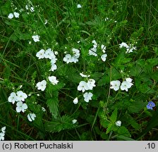 Veronica chamaedrys s.str. (przetacznik ożankowy s.str.)