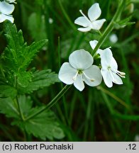 Veronica chamaedrys s.str. (przetacznik ożankowy s.str.)