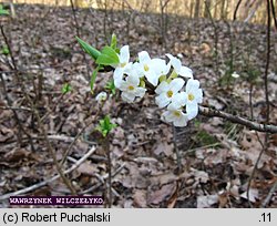 Daphne mezereum