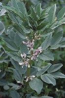 Vicia faba ssp. minor