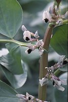 Vicia faba ssp. minor