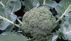 Brassica oleracea var. italica