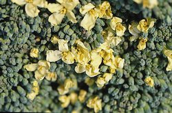 Brassica oleracea var. italica