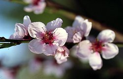 Prunus persica